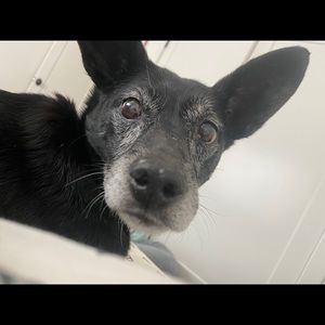 Meet your Posher, Odelia